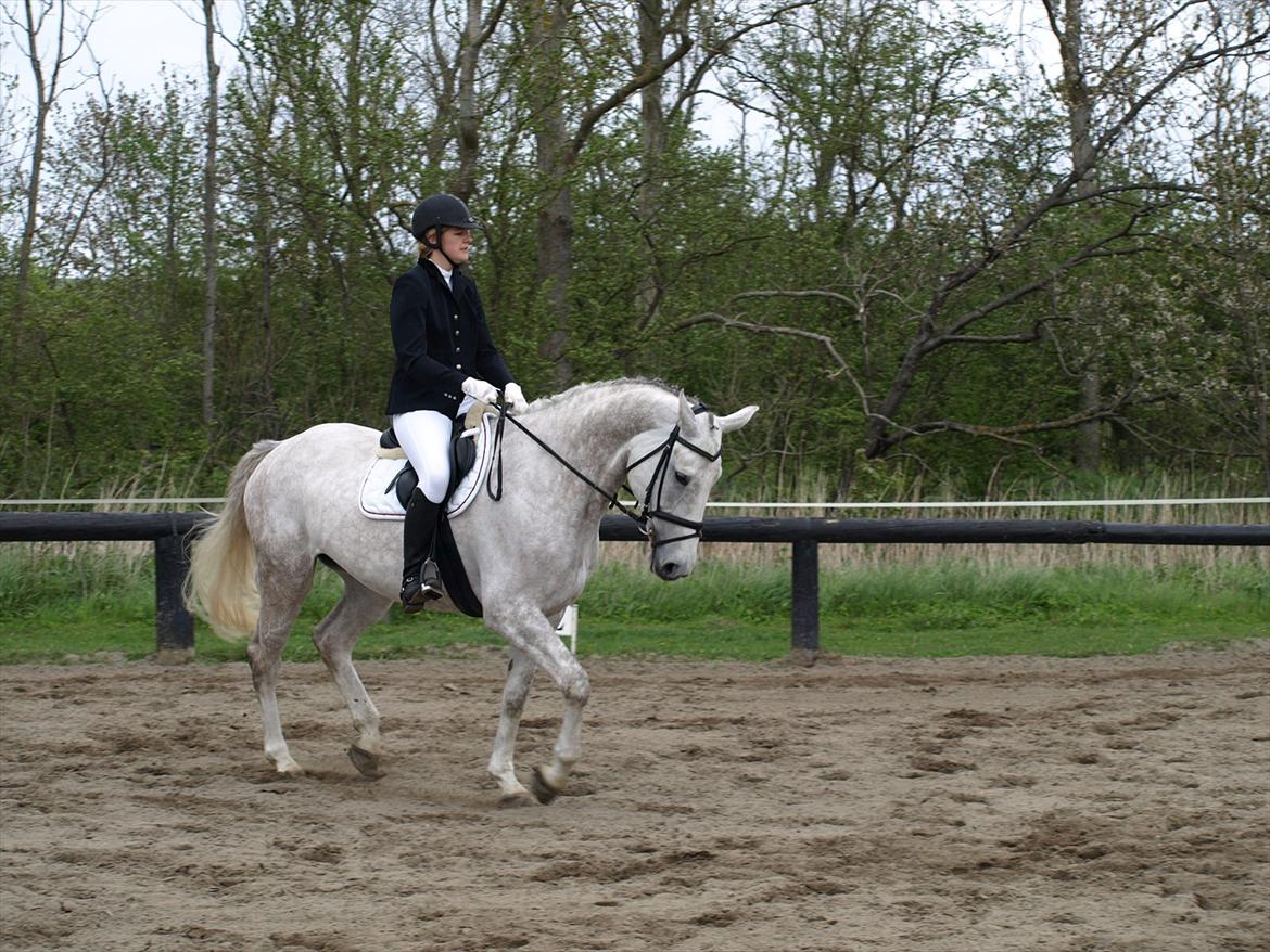 Anden særlig race Grey Girl - D. 12/5-12: Grå til sit første military stævne, her hendes debut i et dressur program. Red til 53,18 strafpoint og fik 7 for denne slangegang, så dygtig lille pru! :D  billede 7