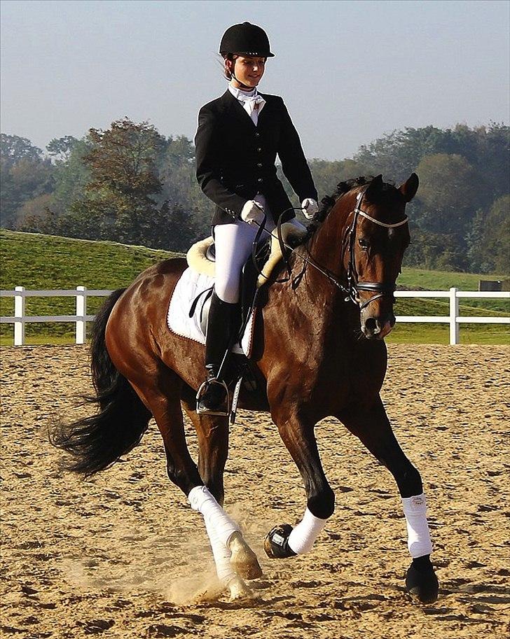 Hannoveraner Little Mr. Sunshine - Louislund 1. oktober 2011 billede 14