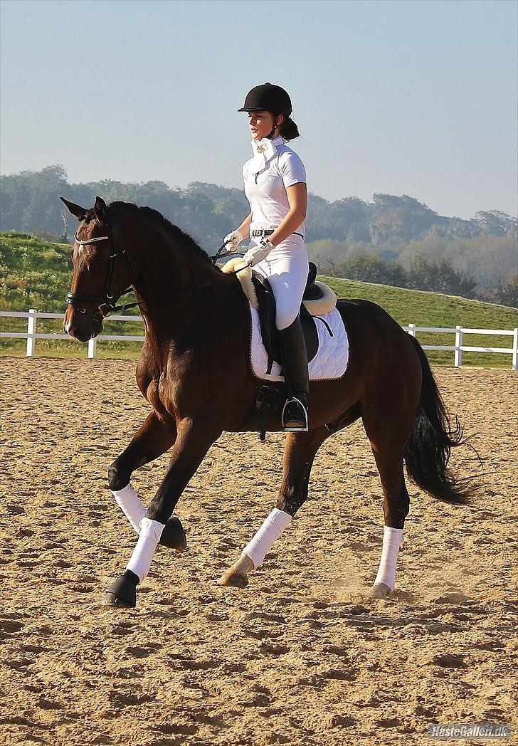 Hannoveraner Little Mr. Sunshine - Louiselund 1. oktober 2011 billede 15