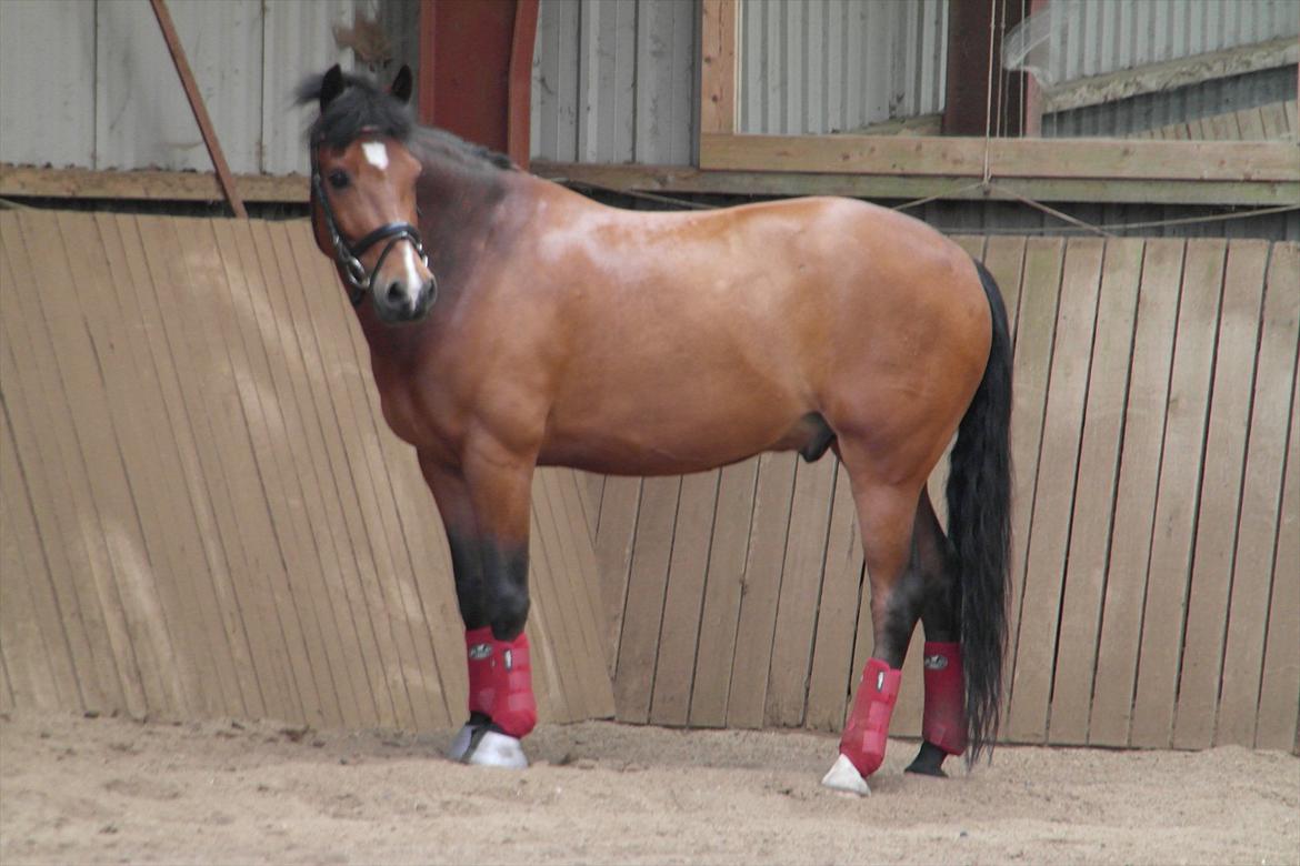 New Forest Holstegårdens D`artagnan SOLGT!! billede 6