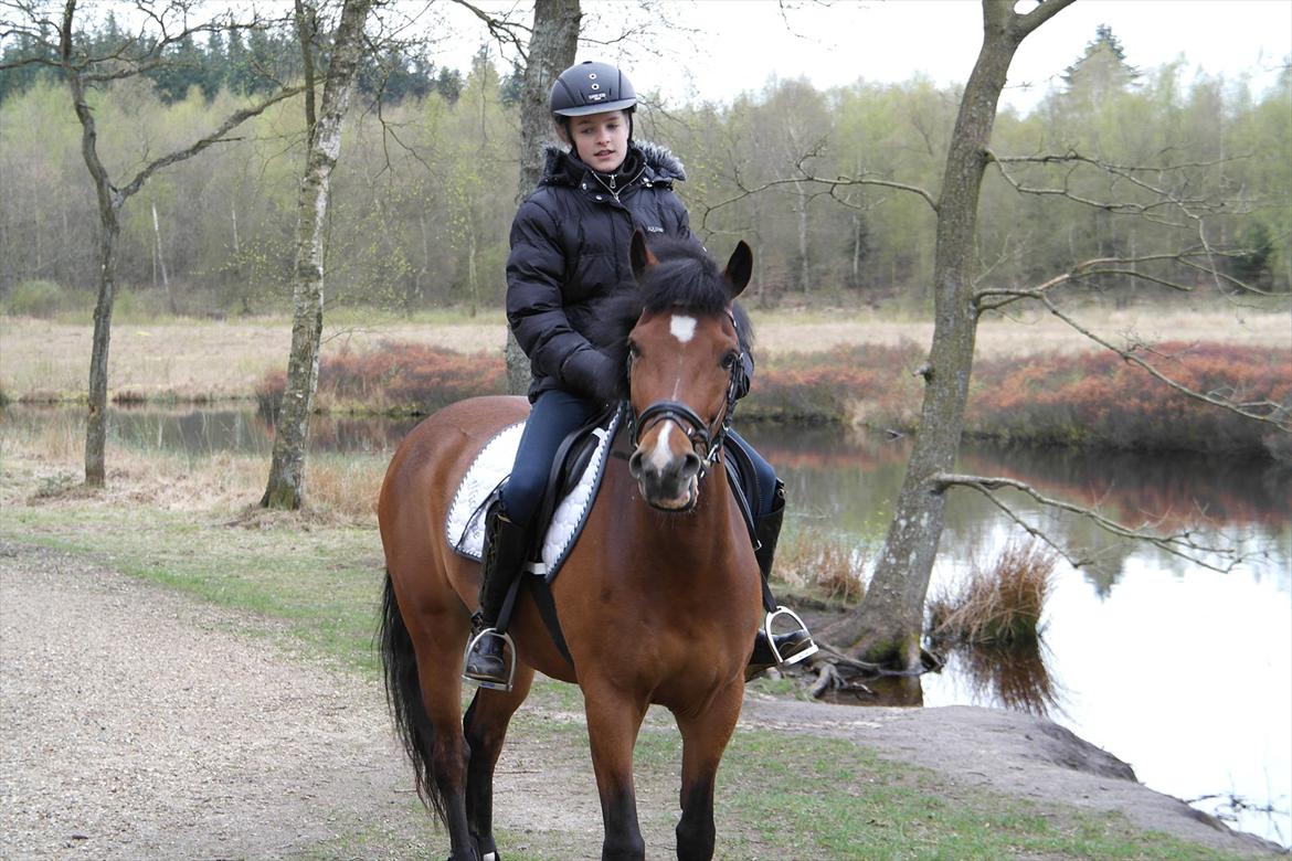 New Forest Holstegårdens D`artagnan SOLGT!! billede 1