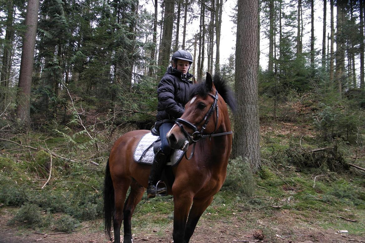 New Forest Holstegårdens D`artagnan SOLGT!! billede 13