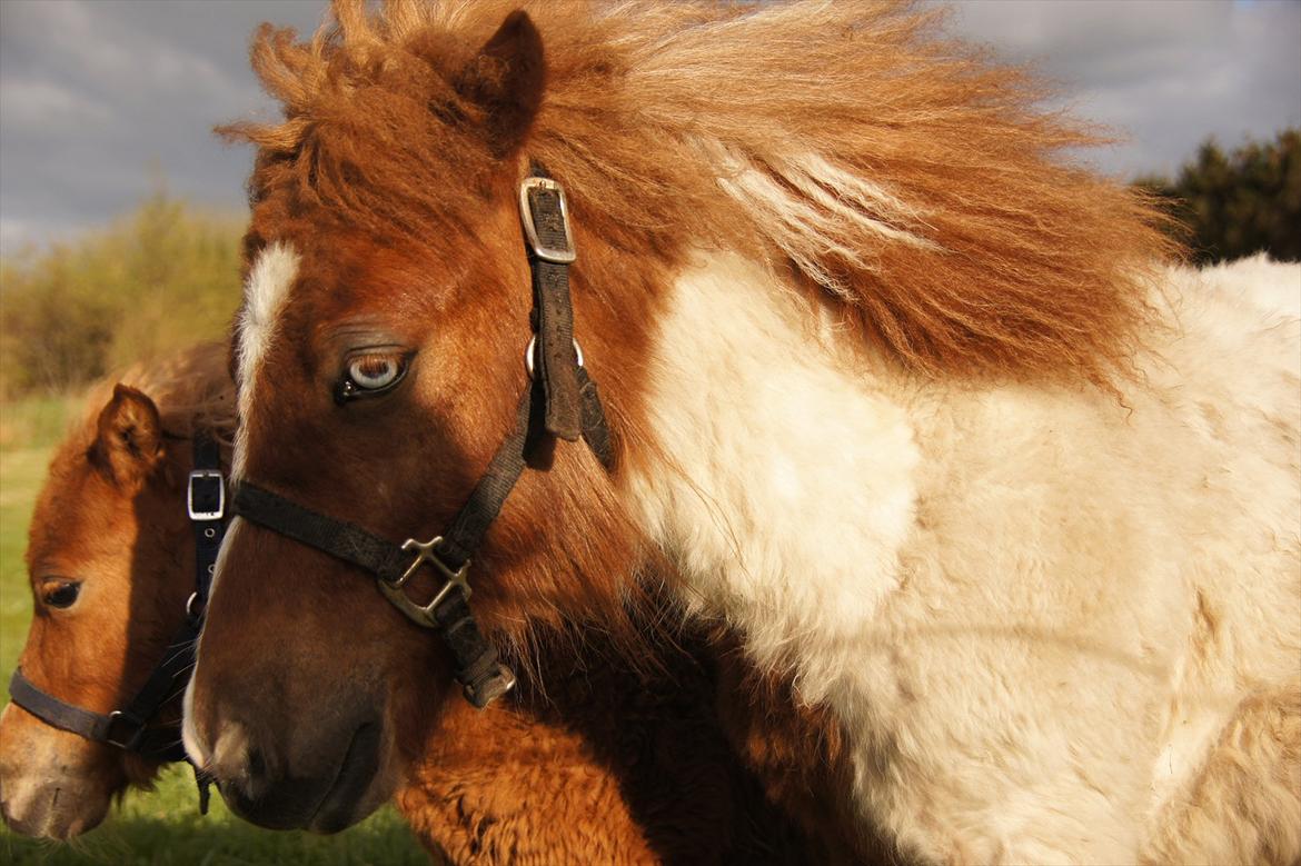 Shetlænder Gantii <3 billede 2