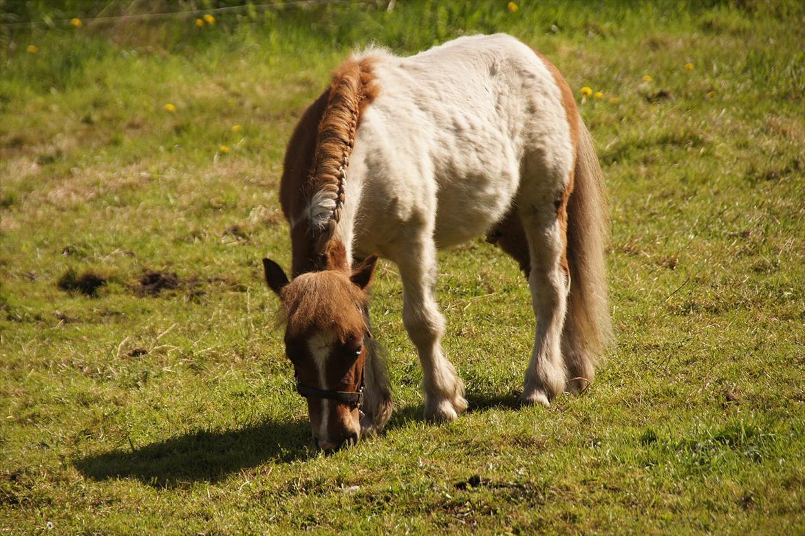 Shetlænder Gantii <3 billede 4