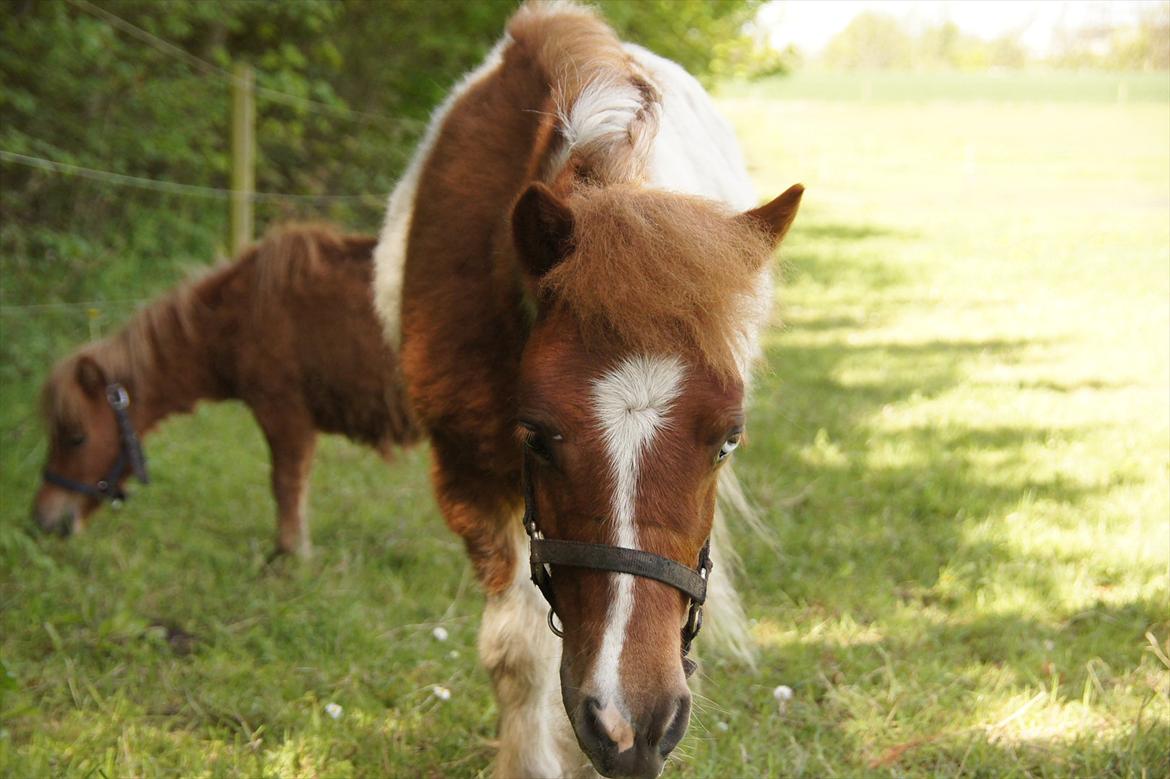 Shetlænder Gantii <3 billede 6