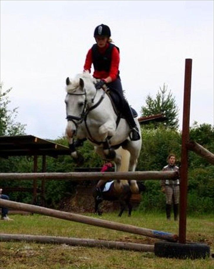 New Forest V. Stenhedens Tinni billede 2