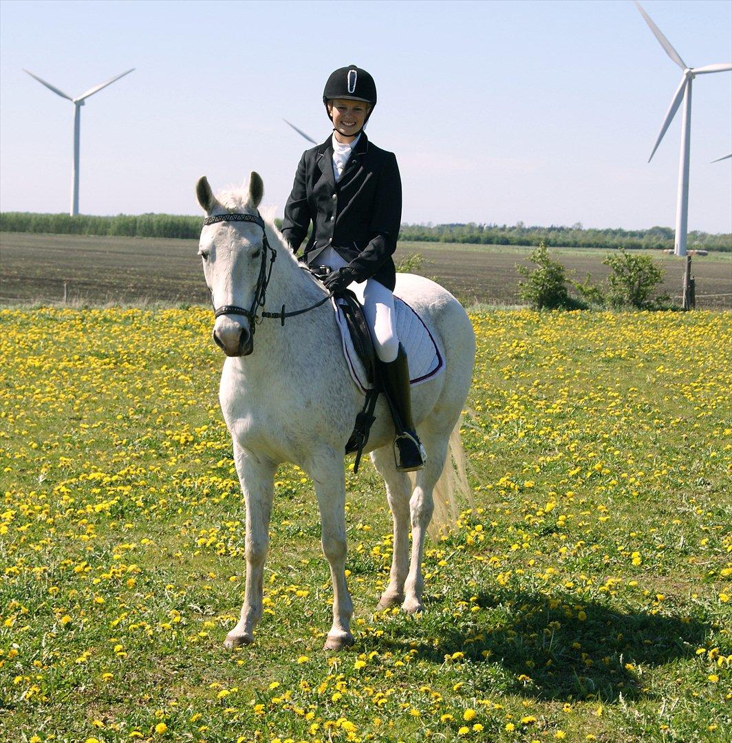 New Forest V. Stenhedens Tinni billede 3