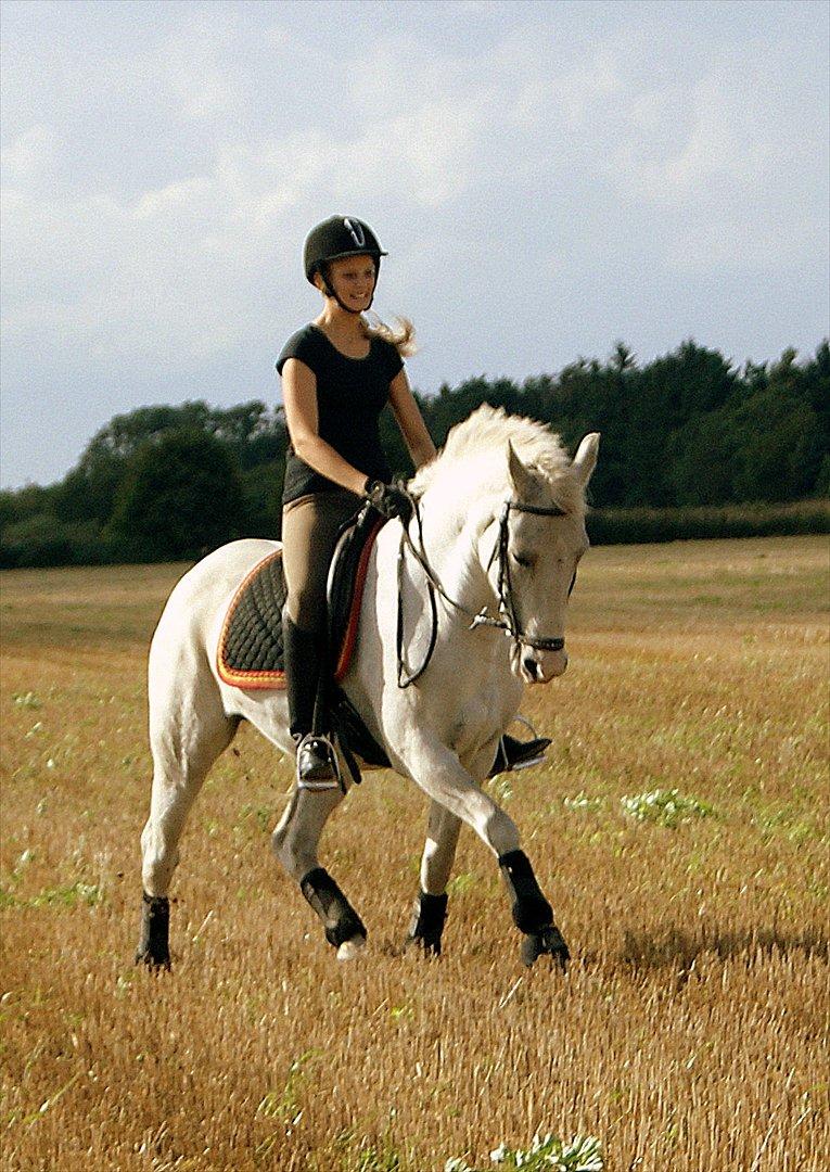 New Forest V. Stenhedens Tinni billede 4