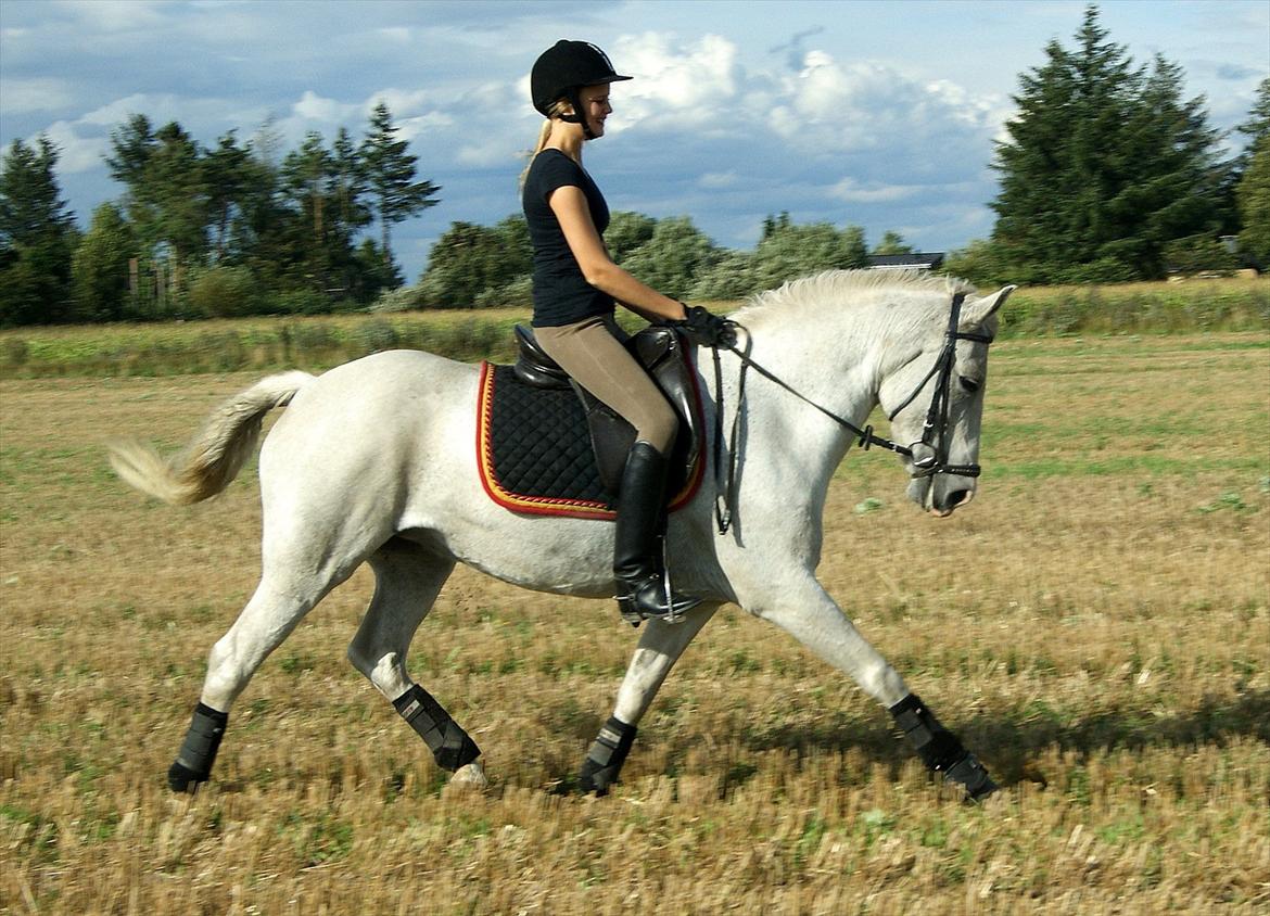 New Forest V. Stenhedens Tinni billede 5