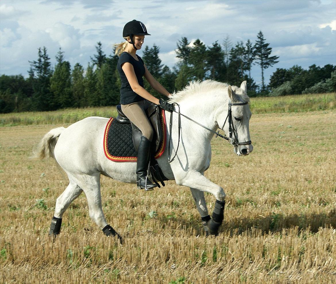 New Forest V. Stenhedens Tinni billede 6