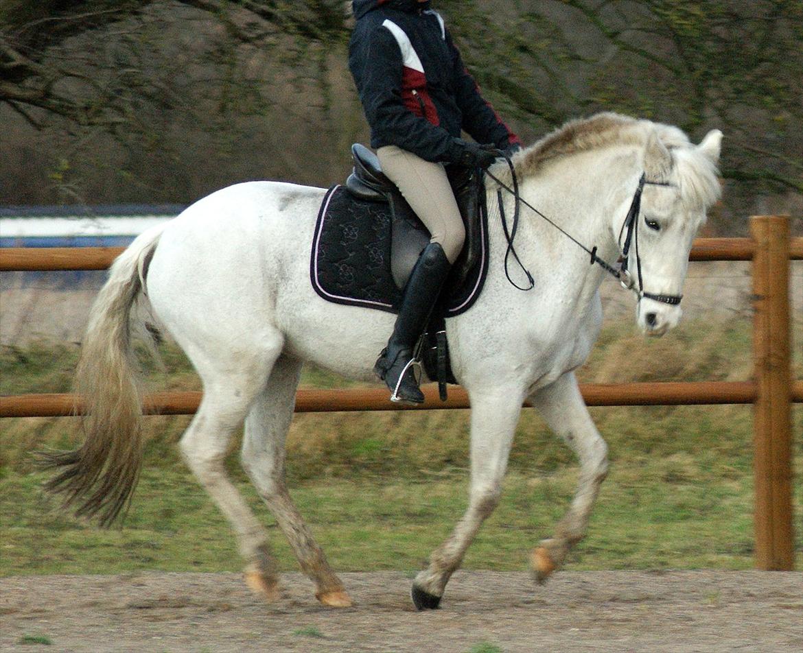 New Forest V. Stenhedens Tinni billede 11