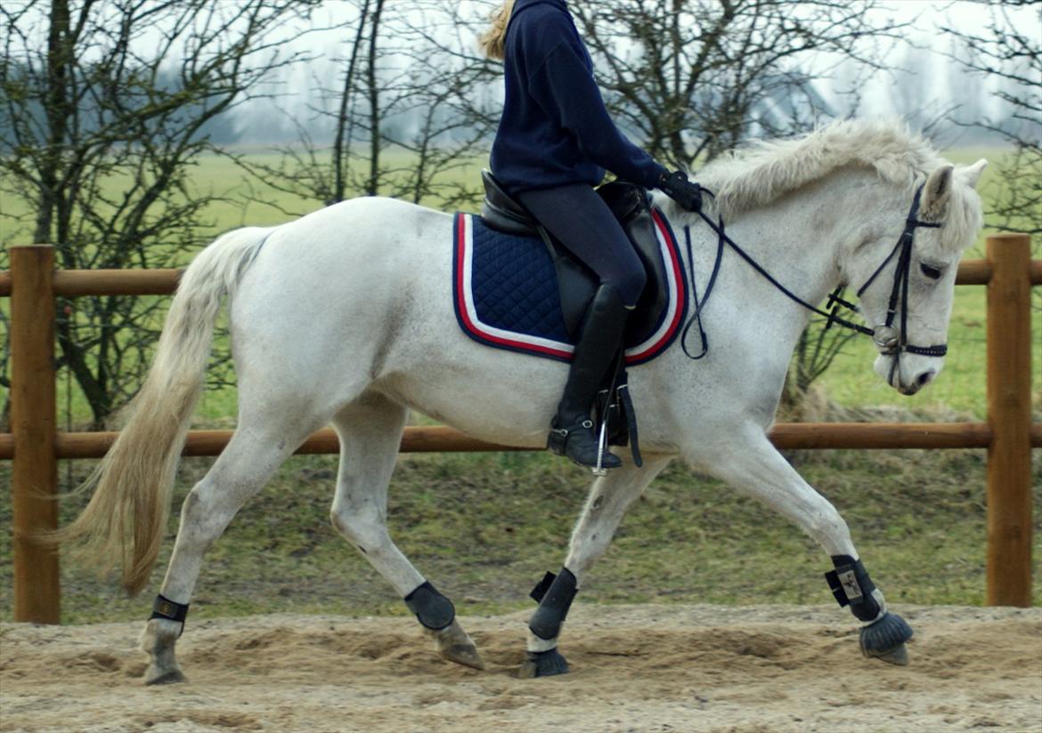 New Forest V. Stenhedens Tinni billede 1