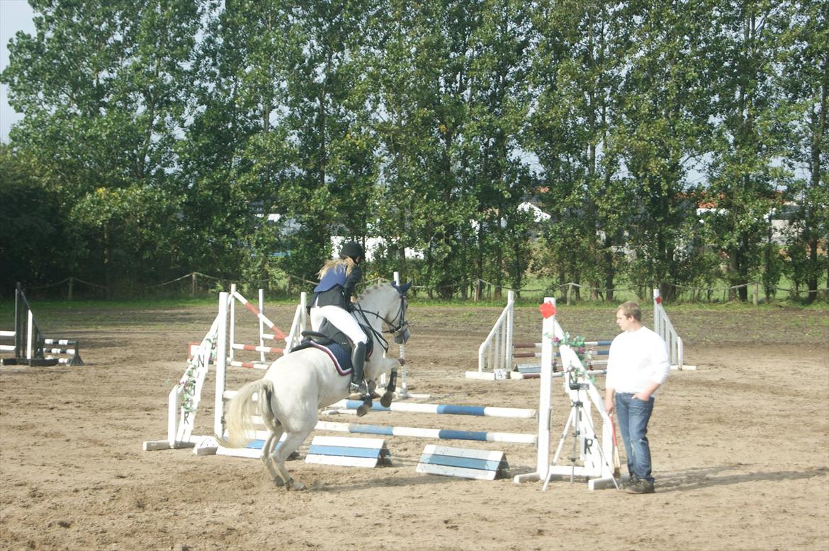 New Forest V. Stenhedens Tinni billede 12