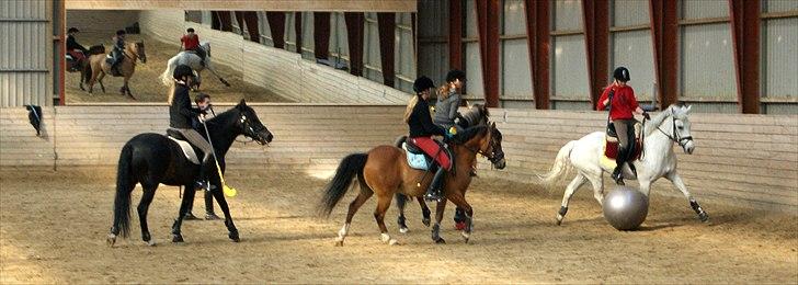 New Forest V. Stenhedens Tinni billede 13