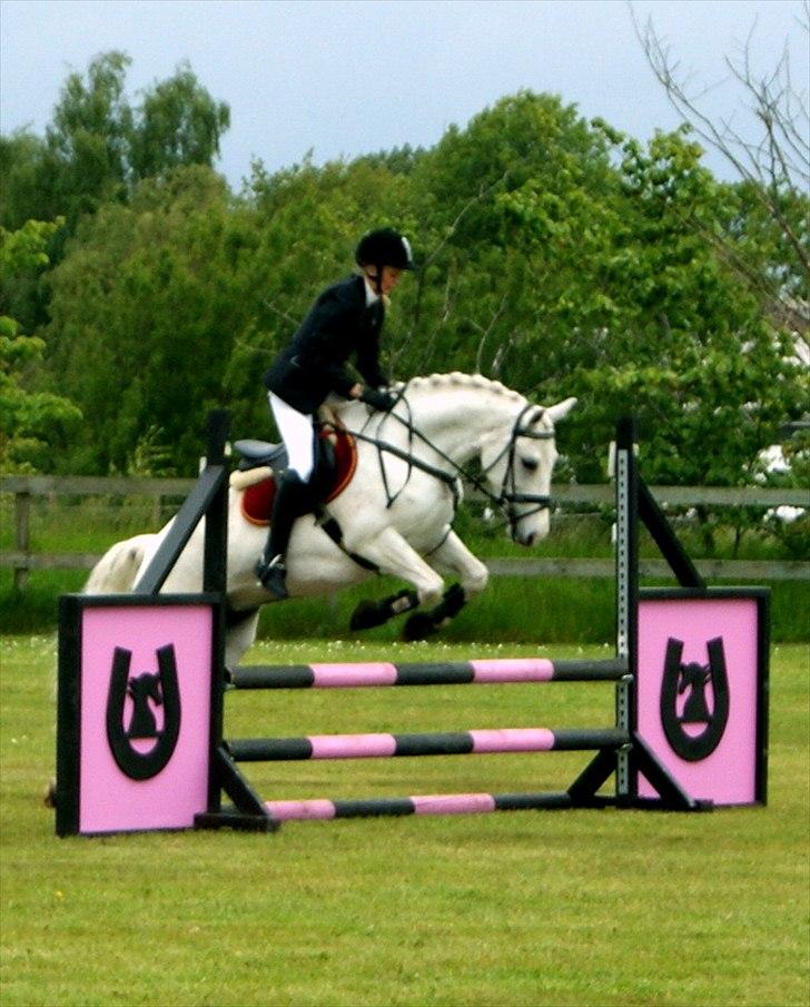 New Forest V. Stenhedens Tinni billede 14