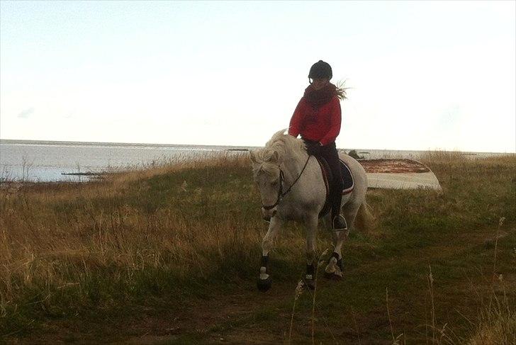 New Forest V. Stenhedens Tinni billede 15