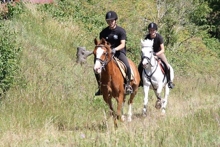 New Forest V. Stenhedens Tinni billede 16