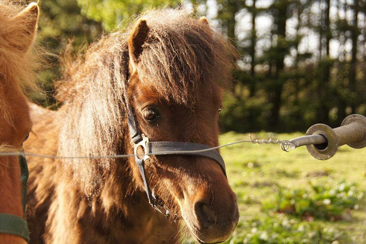 Shetlænder Tulle »Tullemis« billede 14