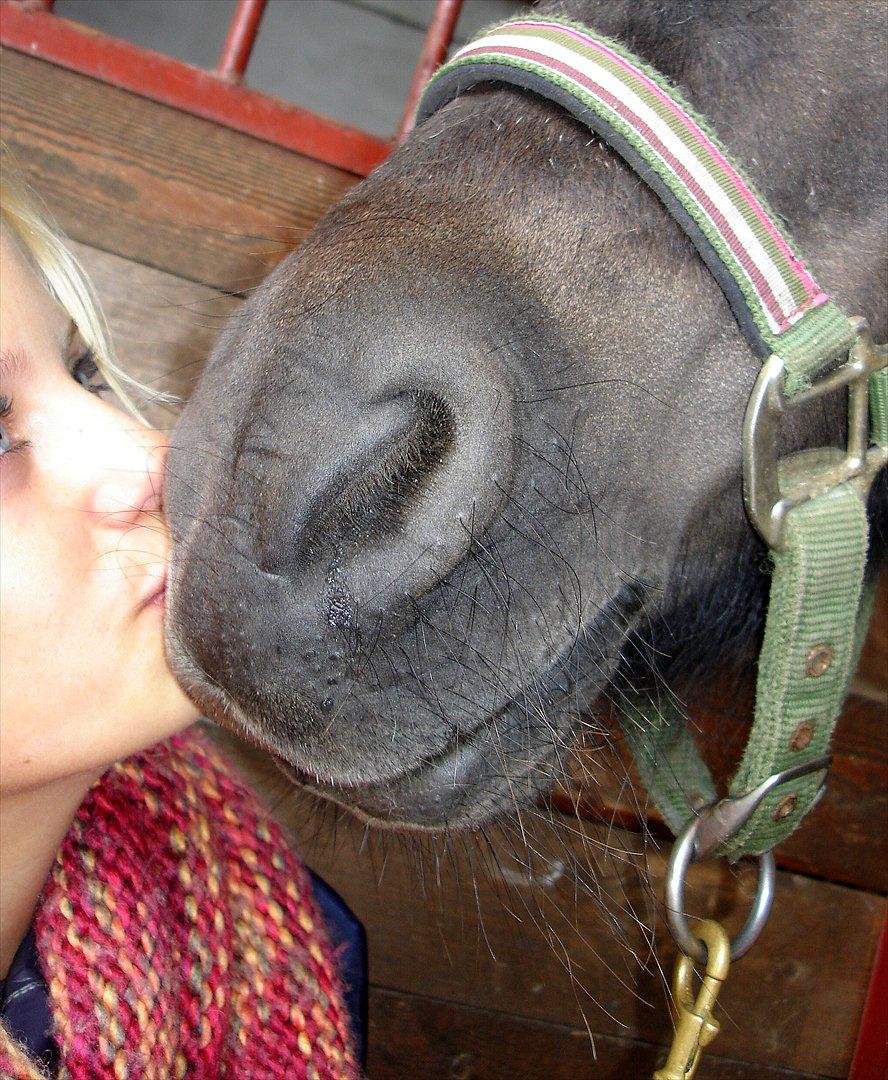 Shetlænder Dolly billede 2