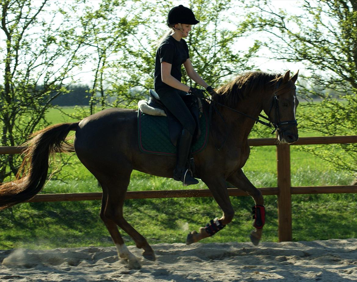 Dansk Varmblod Nørremarkens Filippa billede 2