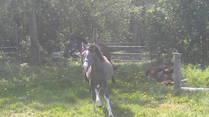 Anden særlig race Jessie (Lillegaard´s MayBell)Solgt billede 12