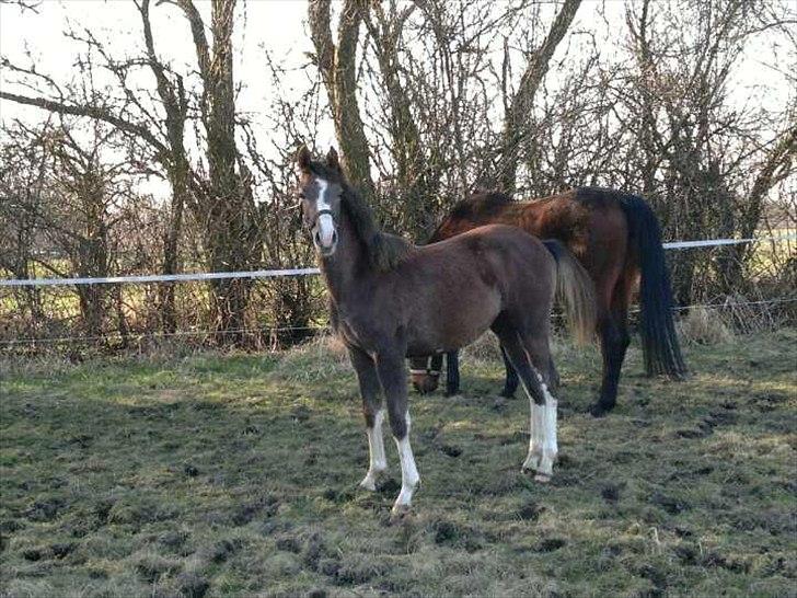 Anden særlig race Jessie (Lillegaard´s MayBell)Solgt billede 13