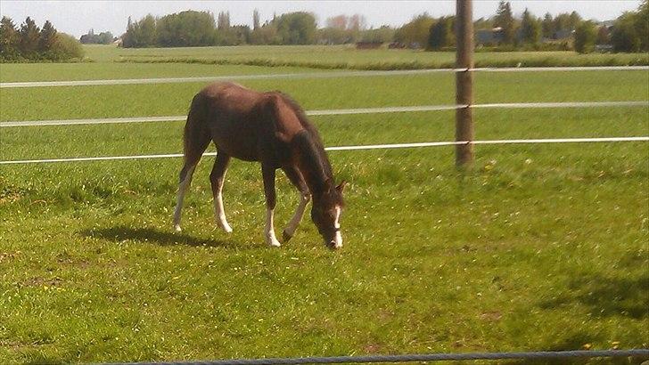 Anden særlig race Jessie (Lillegaard´s MayBell)Solgt billede 14