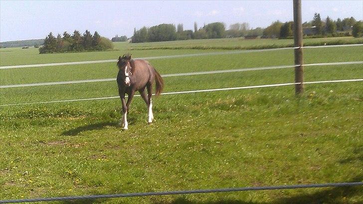 Anden særlig race Jessie (Lillegaard´s MayBell)Solgt billede 15