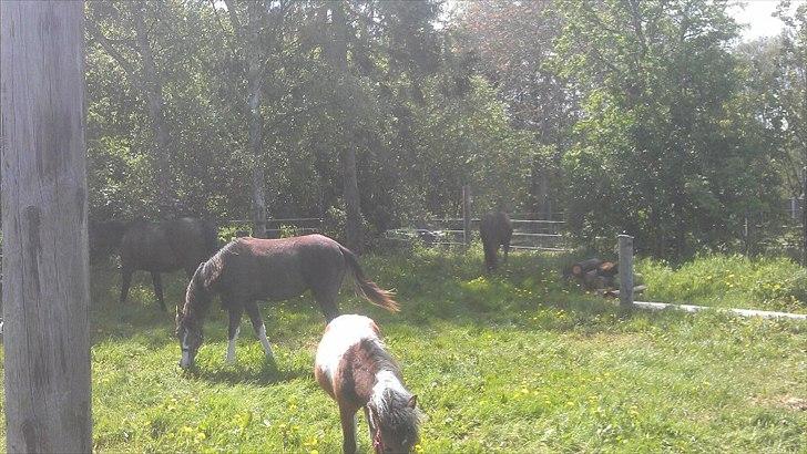 Anden særlig race Jessie (Lillegaard´s MayBell)Solgt billede 16