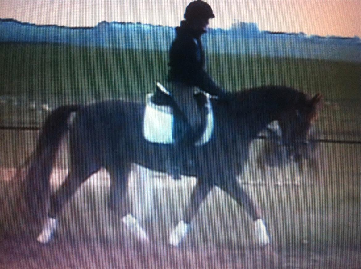 Dansk Varmblod Nørremarkens Filippa billede 3