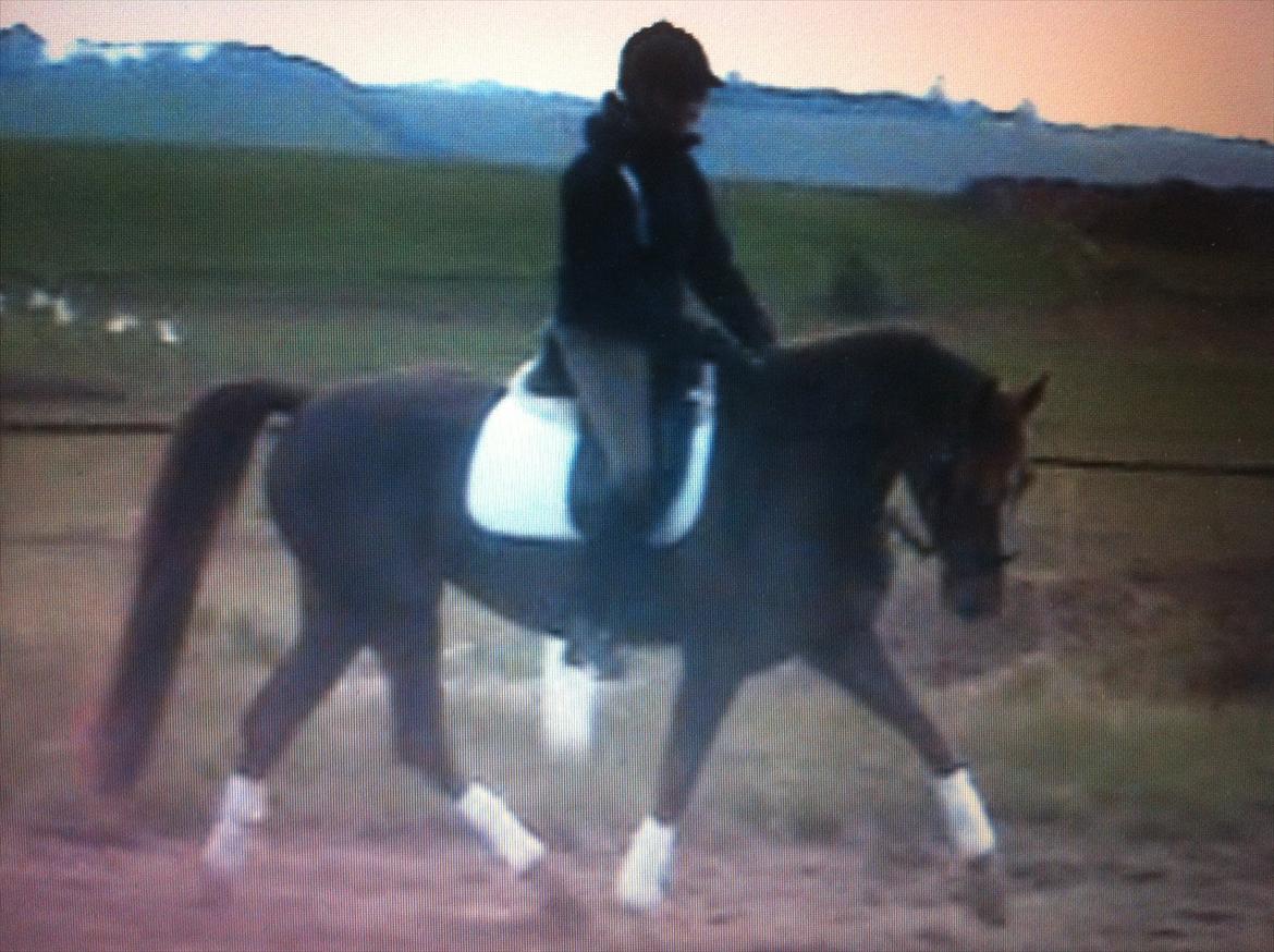 Dansk Varmblod Nørremarkens Filippa billede 4