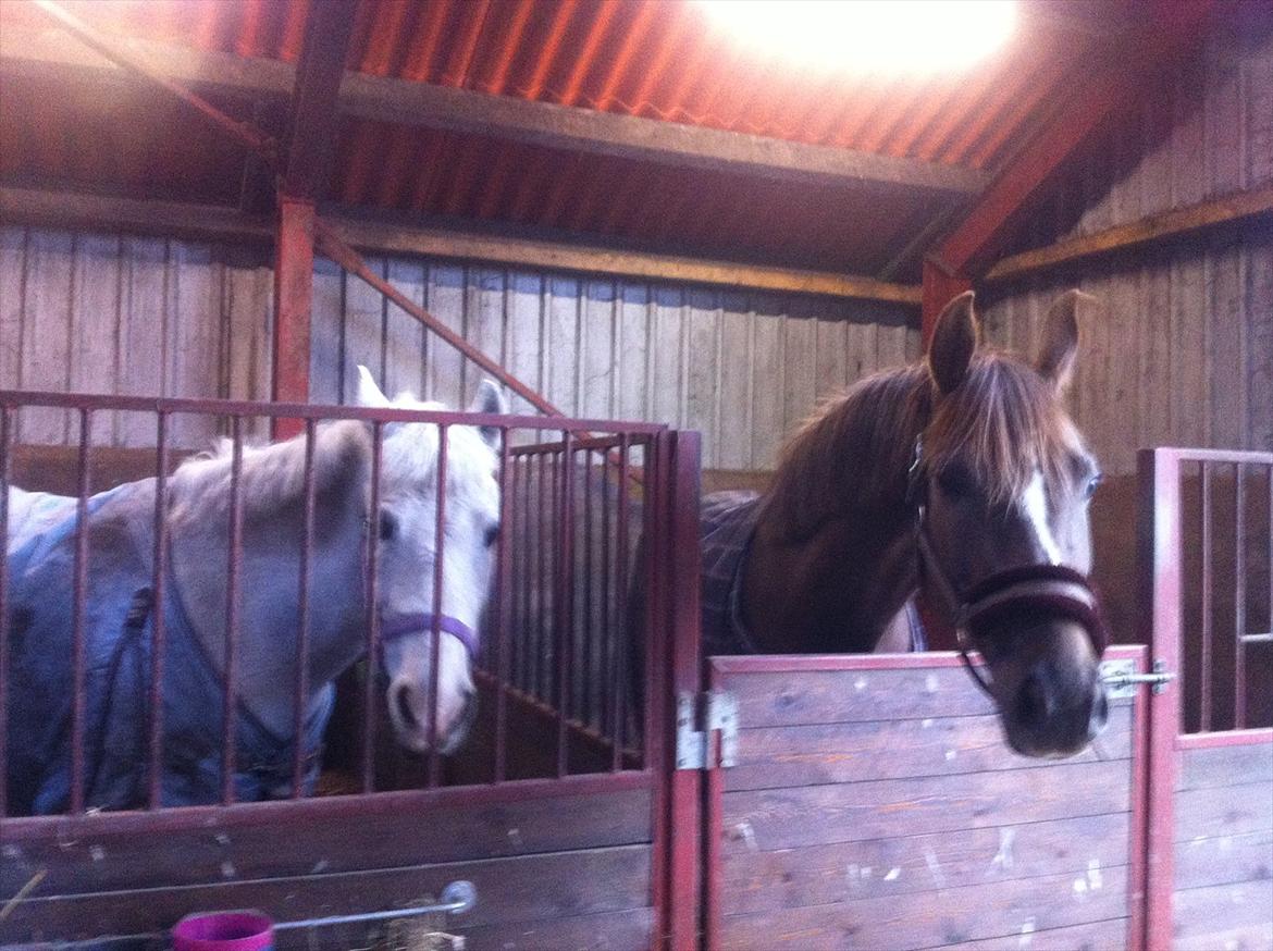 Dansk Varmblod Nørremarkens Filippa billede 5