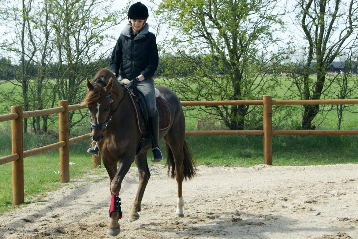 Dansk Varmblod Nørremarkens Filippa billede 6