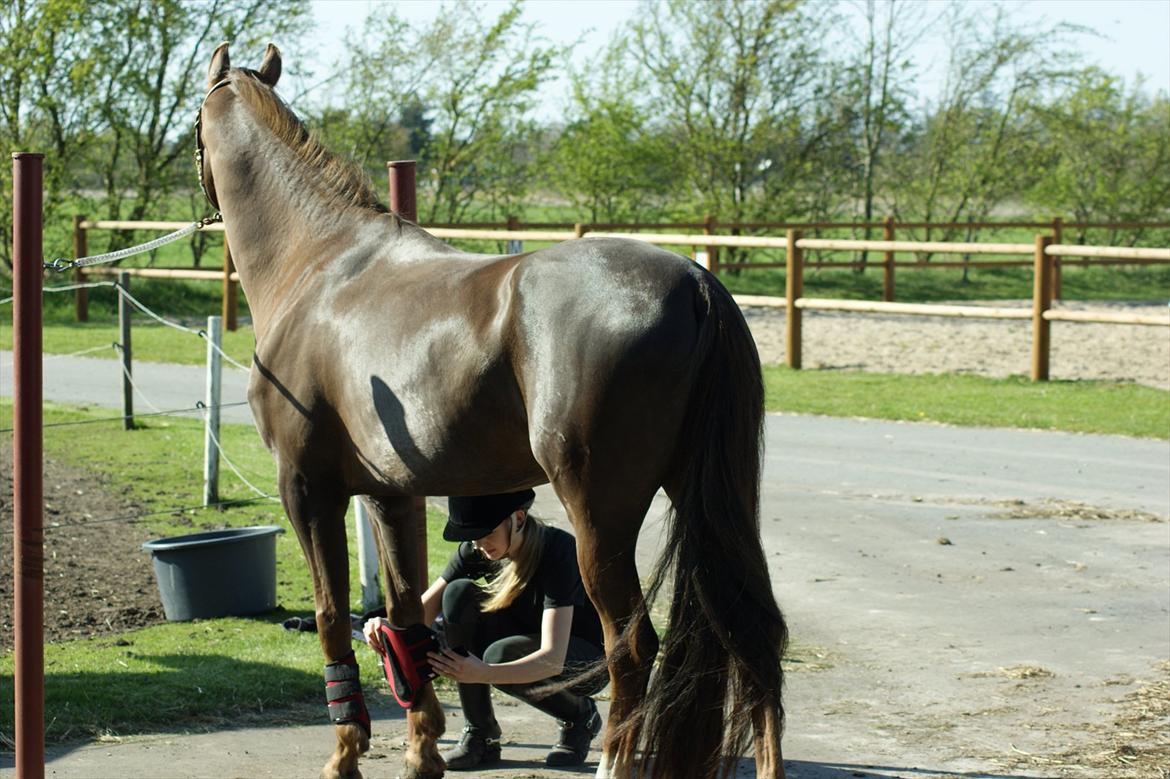 Dansk Varmblod Nørremarkens Filippa billede 7