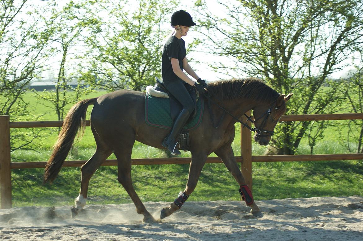Dansk Varmblod Nørremarkens Filippa billede 8