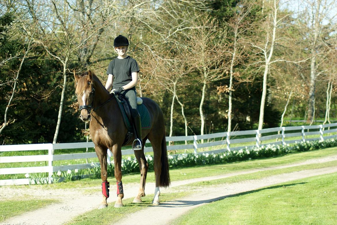 Dansk Varmblod Nørremarkens Filippa billede 9