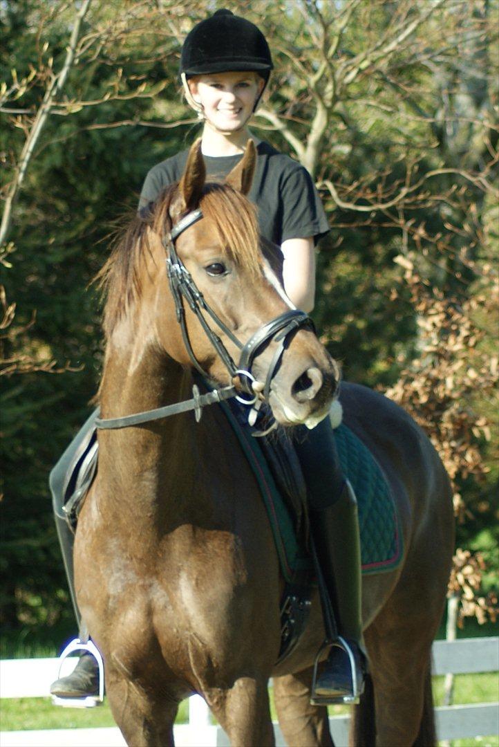Dansk Varmblod Nørremarkens Filippa billede 10