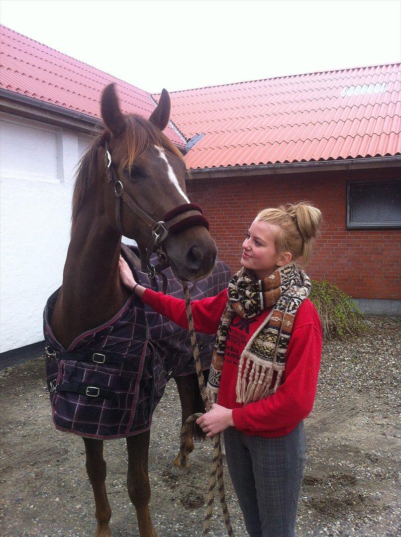 Dansk Varmblod Nørremarkens Filippa billede 11