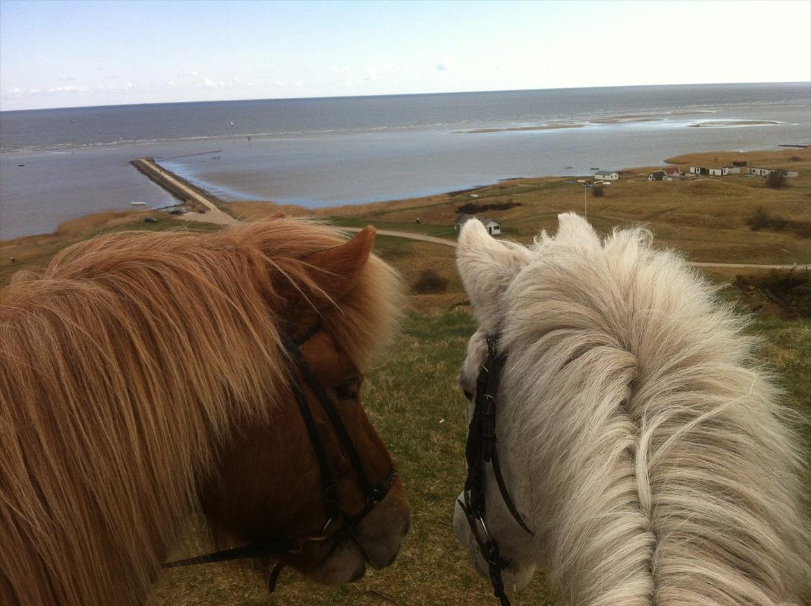 New Forest V. Stenhedens Tinni billede 17