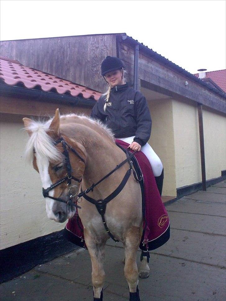 Haflinger Studgårdens Sally<3 *STJERNEN* Savnet :'(<3 - Gammelt billede af mig og sally, til vores første springstævne sammen i november 2009, vi havde kun sprunget to gange sammen, efter vores styrt i september, og hun var en stjerne <3 Virkelig lang tid siden, men så gode minder, vil aldrig glemme <3 billede 17