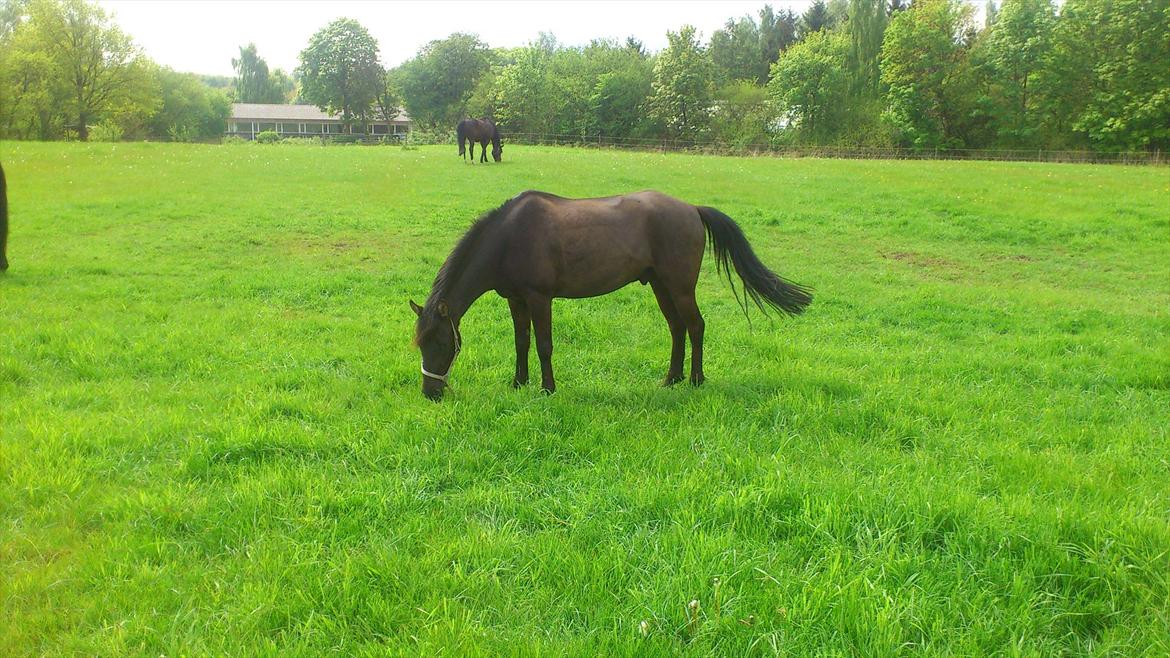 Hollandsk Sportspony Stuntman - Lille pony på sin nye græsfold 18.05.12 billede 4