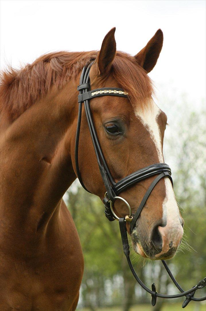 Dansk Varmblod Don Crusador II - puha hvor er du altså ulækker FLOT!!!!
Taget af Josefine Holm Jensen billede 3