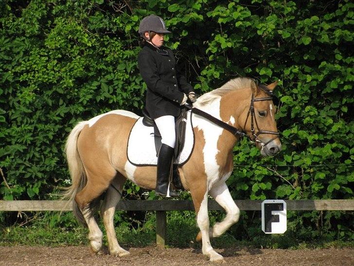 Anden særlig race Frederikke [rider] min soulmacht - cecilie til stævne på hende  billede 14