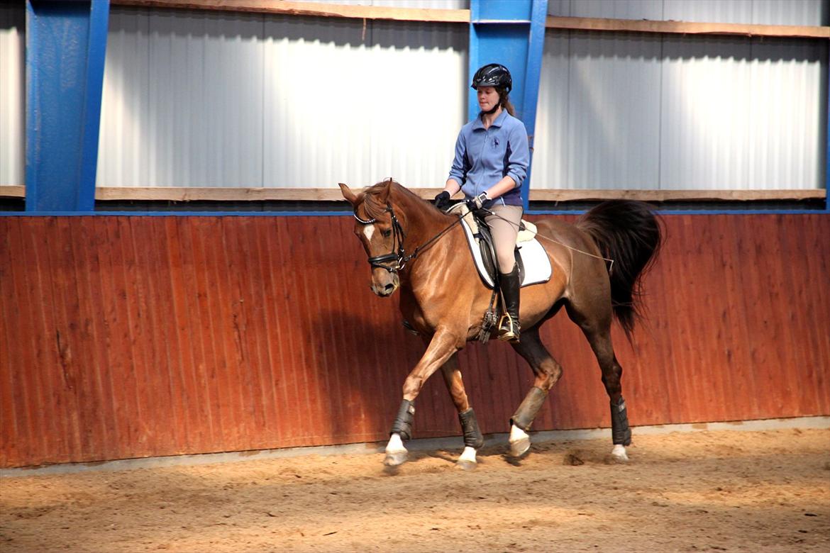 Dansk Varmblod Samantha billede 3