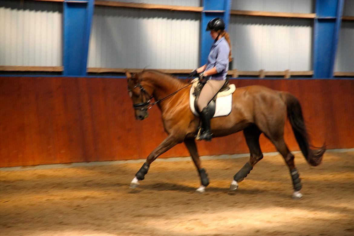 Dansk Varmblod Samantha billede 8