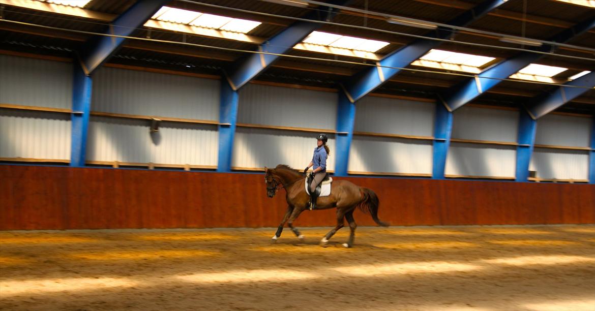 Dansk Varmblod Samantha billede 12