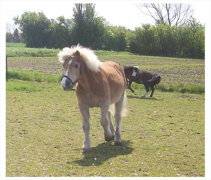 Tyroler Haflinger Nuser. billede 1