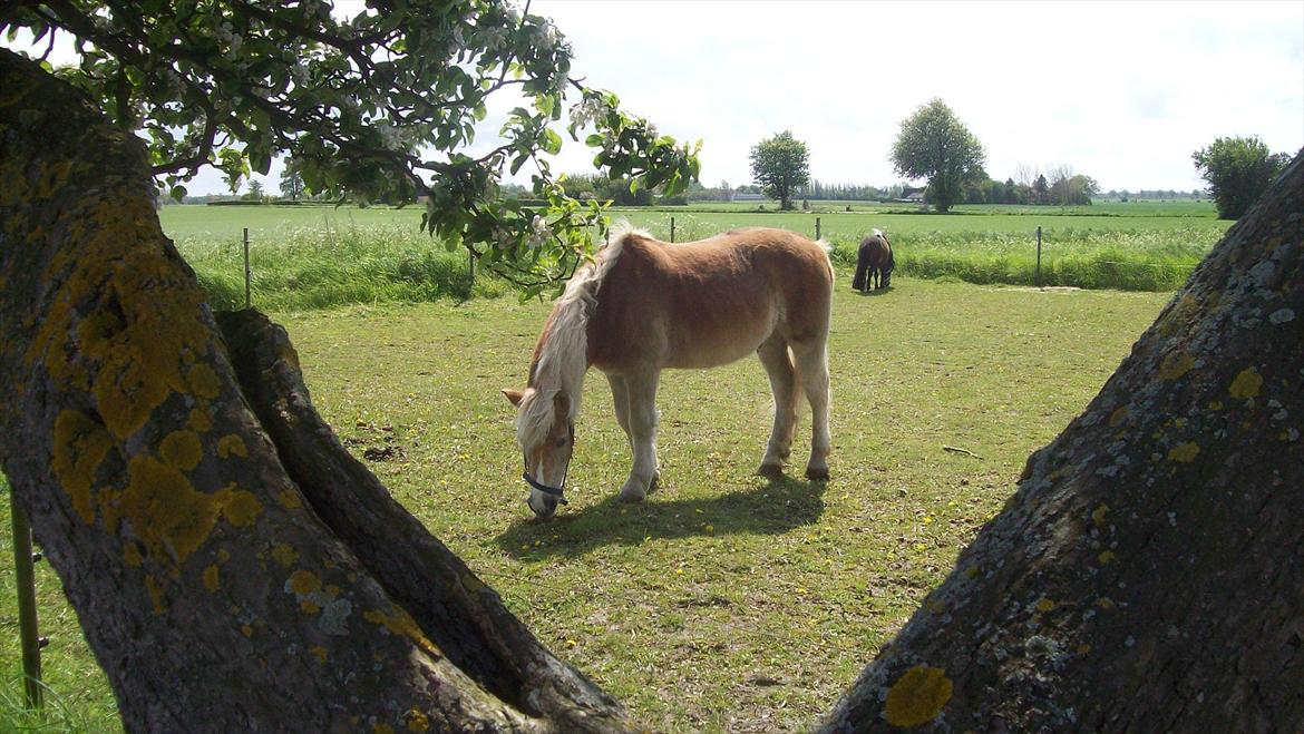 Tyroler Haflinger Nuser. billede 19