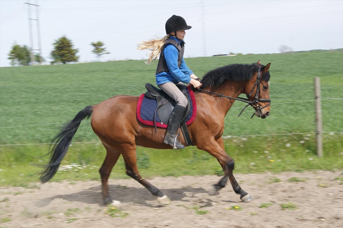 Anden særlig race Clarikken billede 18