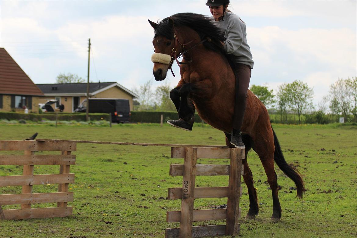 New Forest -Lilholdst Paloma [TheDreamHorse] - Foto// Maiken Hallas. billede 14